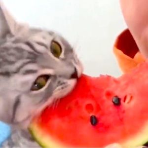 Meet your Posher, Zanie